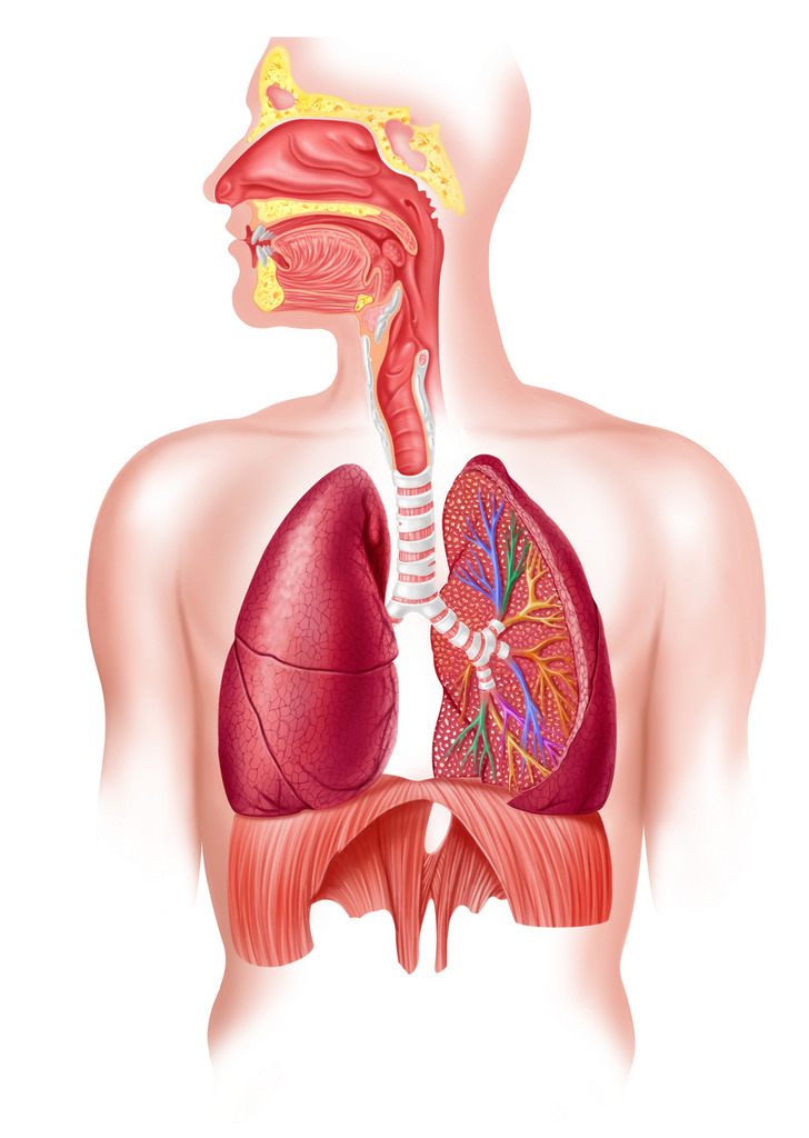 Anatomy of the respiratory system 